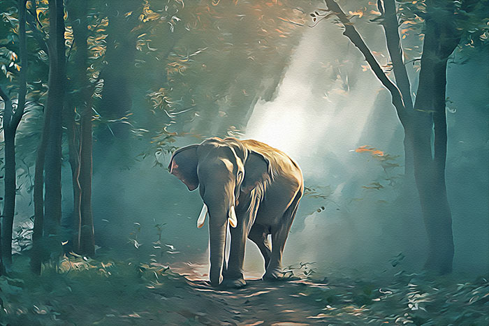 Elephant