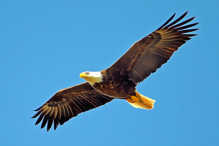 An Eagle flies in the sky