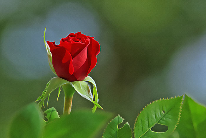 Red rose