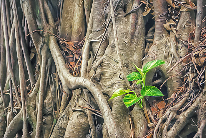 Strong roots of an old tree with a young green plant