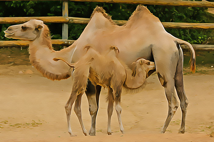 Two camels