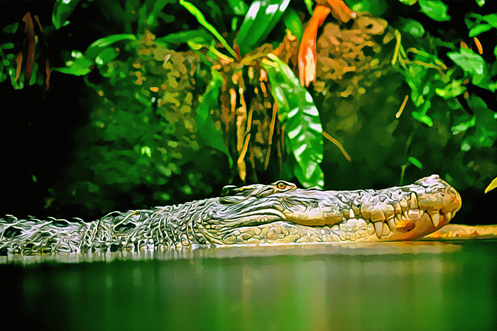 Crocodile